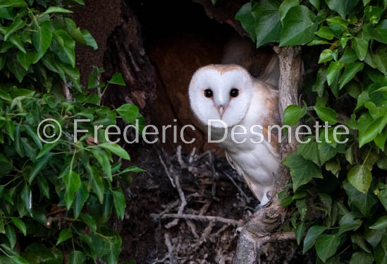 Barn owl (Tyto Alba)  -479