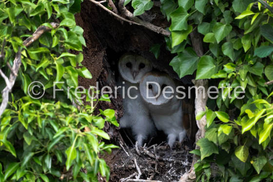Barn owl (Tyto Alba)  -480