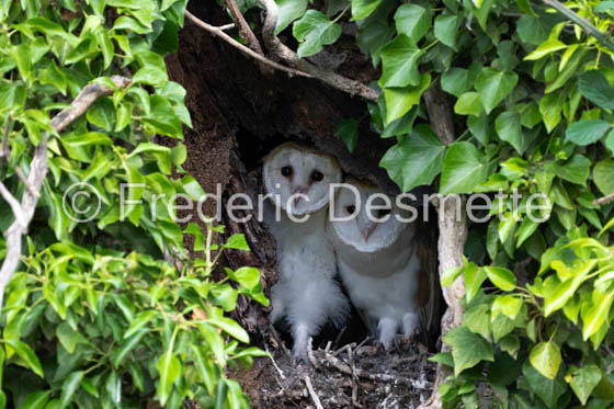 Barn owl (Tyto Alba)  -481