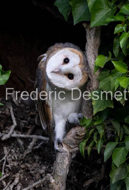 Barn owl (Tyto Alba)  -483