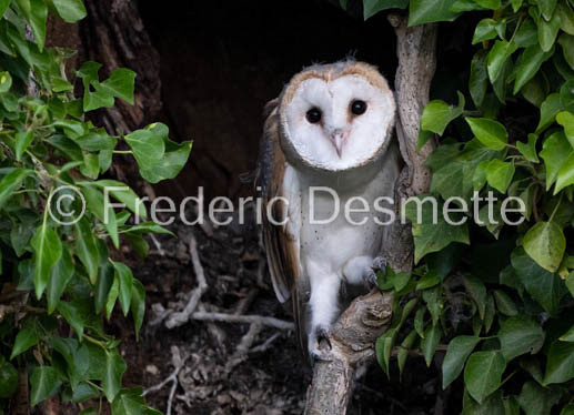 Barn owl (Tyto Alba)  -484