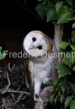 Barn owl (Tyto Alba)  -485