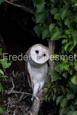 Barn owl (Tyto Alba)  -486