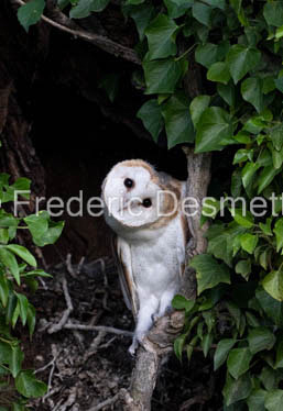 Barn owl (Tyto Alba)  -487