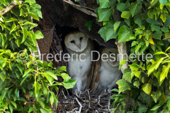 Barn owl (Tyto Alba)  -489