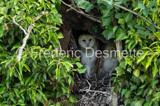 Barn owl (Tyto Alba)  -490