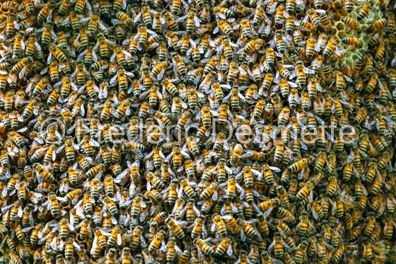 Bee honeycomb (Apis mellifera) -17