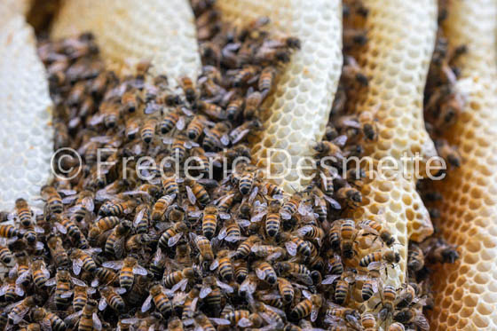 Bee honeycomb (Apis mellifera) -16