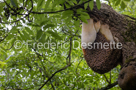 Bee honeycomb (Apis mellifera) -15