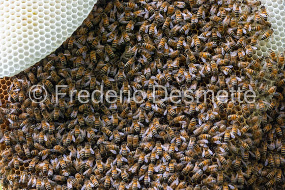 Bee honeycomb (Apis mellifera) -14