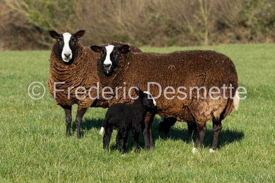 Balwen Welsh Mountain sheep (Ovis aries)-1