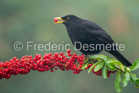 Blackbird (Turdus merula) -78