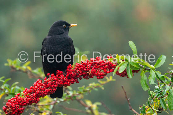 Blackbird (Turdus merula)-80