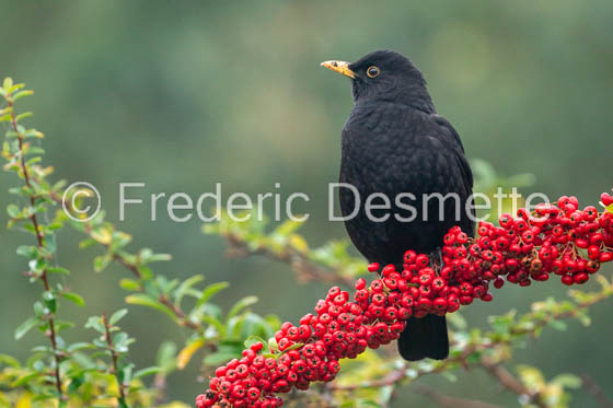 Blackbird (Turdus merula)-79