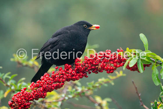 Blackbird (Turdus merula)-78