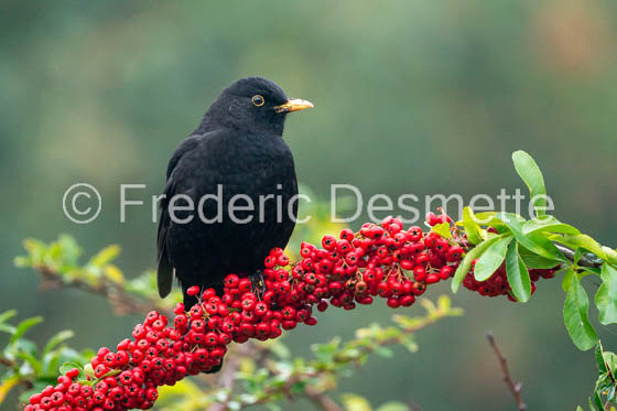 Blackbird (Turdus merula)-77