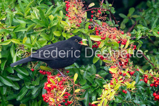 Blackbird (Turdus merula)-76