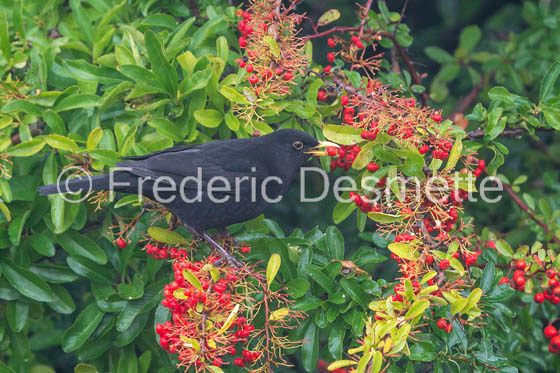 Blackbird (Turdus merula)-73