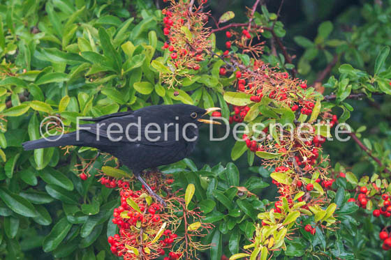 Blackbird (Turdus merula)-71