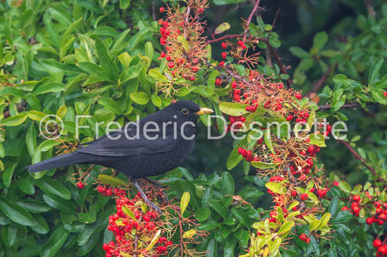 Blackbird (Turdus merula)-69