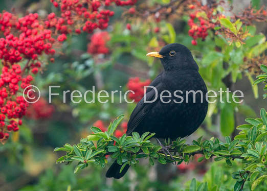 Blackbird (Turdus merula)-64