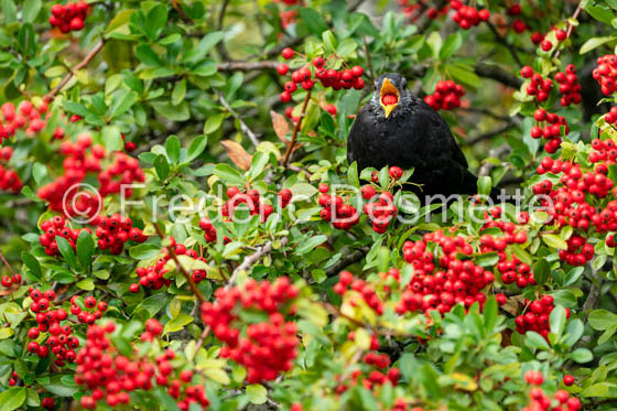 Blackbird (Turdus merula)-70