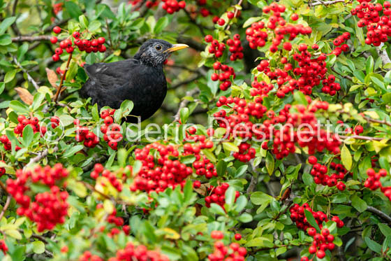 Blackbird (Turdus merula)-68