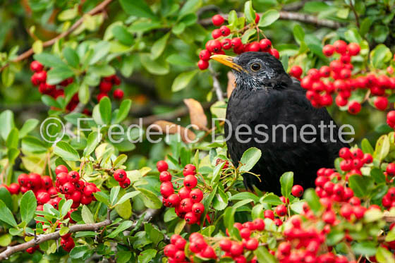 Blackbird (Turdus merula)-67