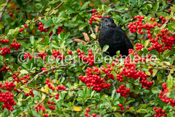 Blackbird (Turdus merula)-66
