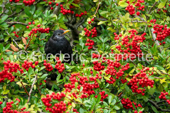 Blackbird (Turdus merula)-65