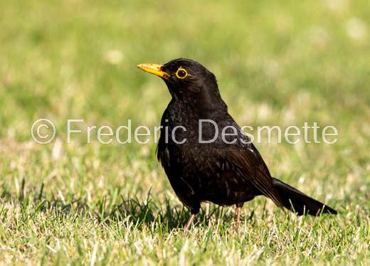 Blackbird (Turdus merula)-63
