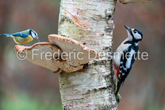 Great spotted woodpecker (Dendrocopos major)-83