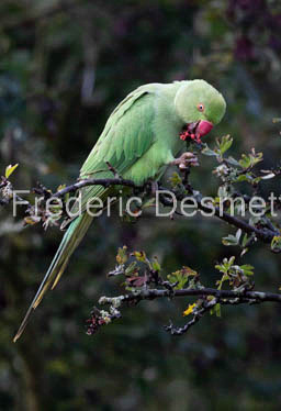 Ring-necked parakeet (Psittacula krameri) (161 of 1)