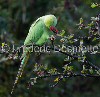 Ring-necked parakeet (Psittacula krameri) (159 of 1)