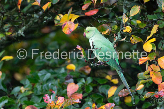 Ring-necked parakeet (Psittacula krameri) (158 of 1)