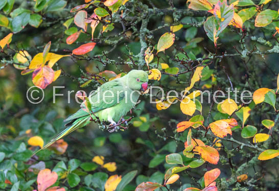 Ring-necked parakeet (Psittacula krameri) (147 of 1)