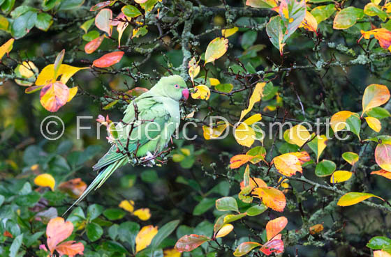 Ring-necked parakeet (Psittacula krameri) (145 of 1)