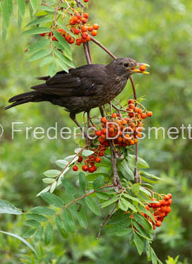 blackbird (Turdus merula) (64 of 1)