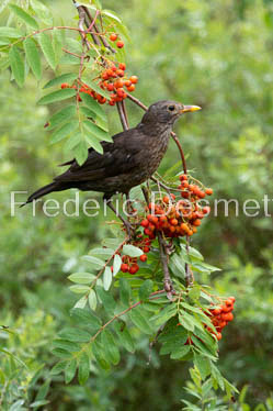 blackbird (Turdus merula) (63 of 1)
