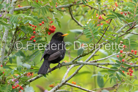 blackbird (Turdus merula) (62 of 1)