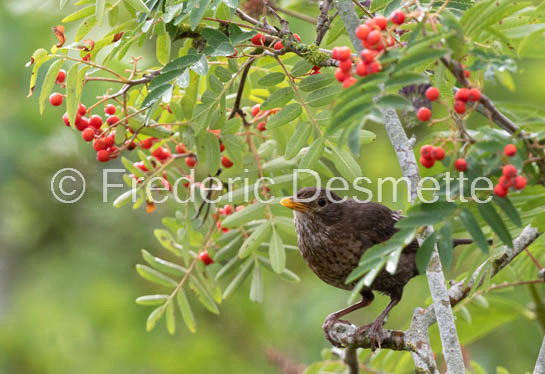 blackbird (Turdus merula) (60 of 1)