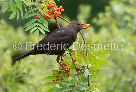 blackbird (Turdus merula) (59 of 1)