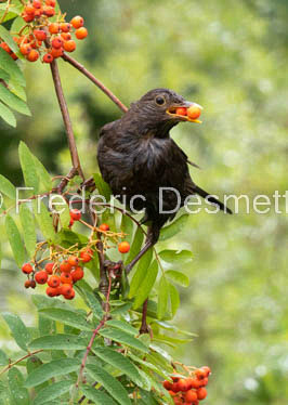 blackbird (Turdus merula) (58 of 1)