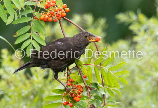 blackbird (Turdus merula) (57 of 1)