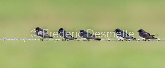 Swallow (Hirundo rustica) (68 of 1)