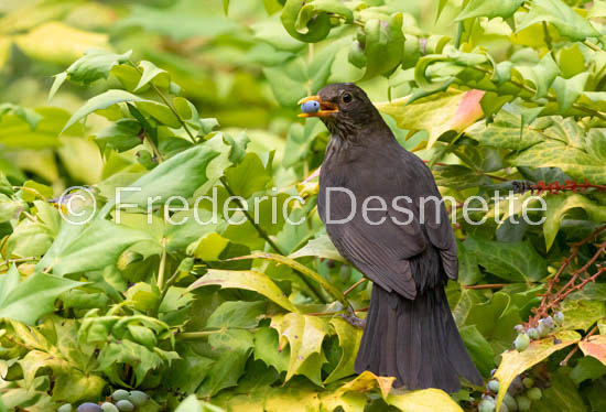 Blackbird (Turdus merula)-240