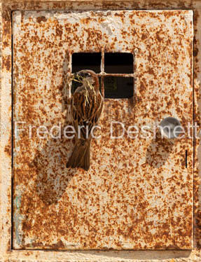 House sparrow (Passer domesticus)-71