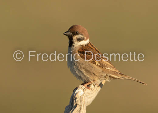 Tree sparrow (Passer montanis)-145