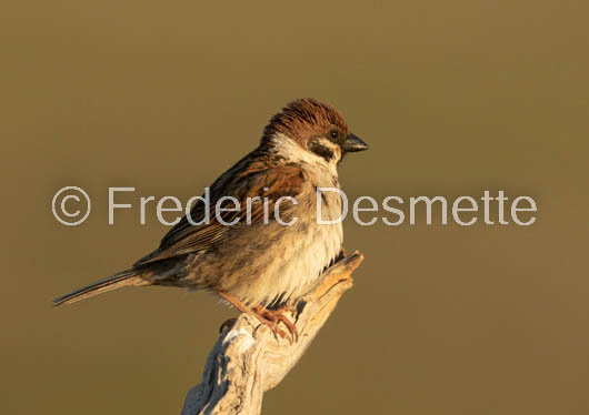 tree sparrow (Passer montanis)-143