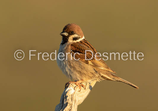 tree sparrow (Passer montanis)-142
